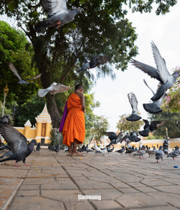 Monk feeding pigeons in Cambodia, cultural experience with Cambodian Travel Immersion