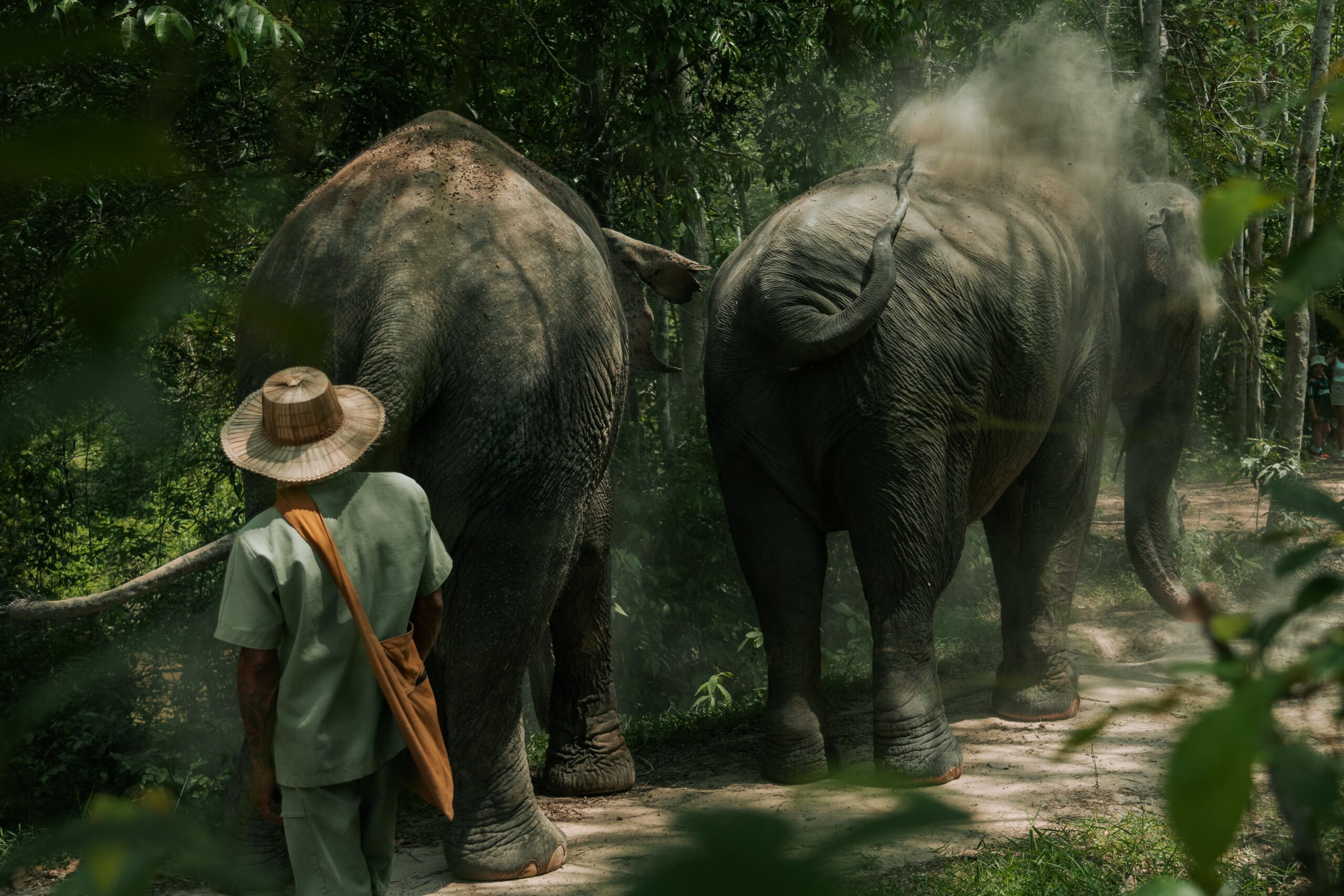 The elephants at Kulen mountain